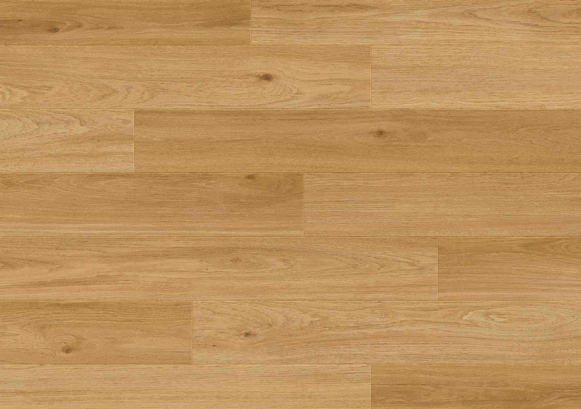 Cologne Oak