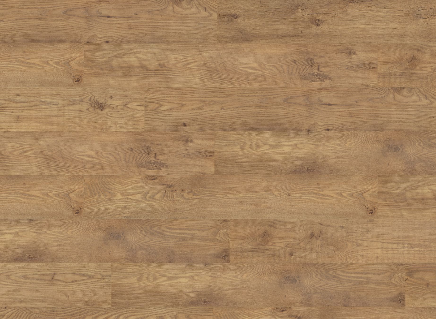 Tawny Chestnut
